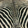 Шкура зебры бежево-чёрная 130 х 160 см